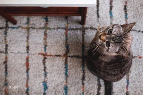 gato tapete ensaio casal apartamento vintage centro sp'