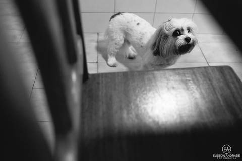 Making of do noivo, cachorro do noivo, casamento mini-wedding no restaurante Quintal de Casa, em Apucarana/PR'