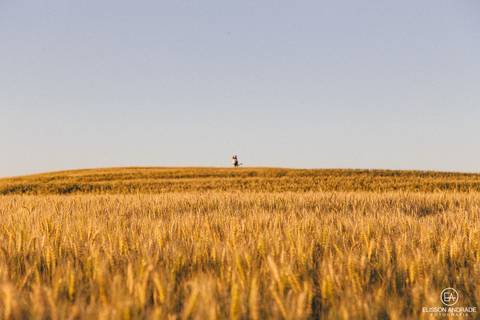 Ensaio pré-wedding em maringá, fotos no campo de trigo no por do sol'