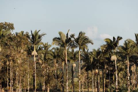 '