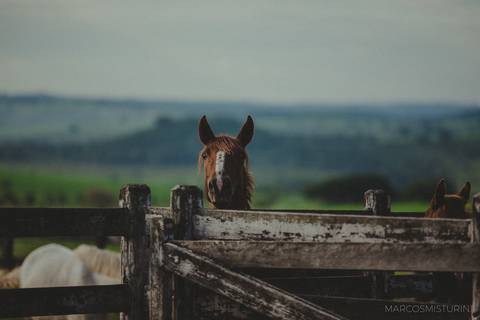 ensaio na fazenda em brotas lindo celeiro cavalos'