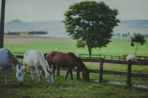 horse fotografia na fazenda cavalos'
