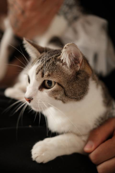 uma proposta descontraída e cheia Fotografia pré-wedding que revela a essência do casal e seu amor pelos animais.
Ensaio de noivos com gatos em '