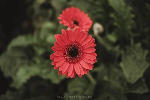 flor vermelha'