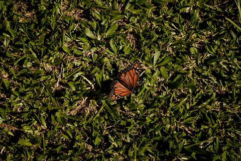 espécie de borboleta na grama'