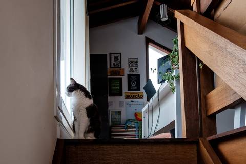 gata na casa da família'