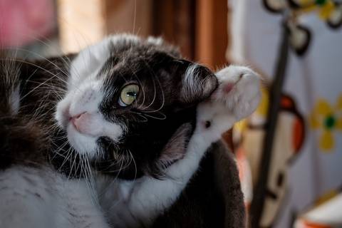 gata se coçando e olhando para a câmera'