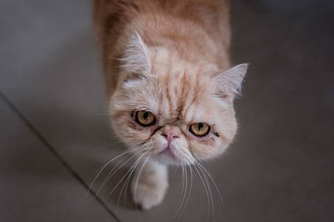 gata olhando para a câmera'