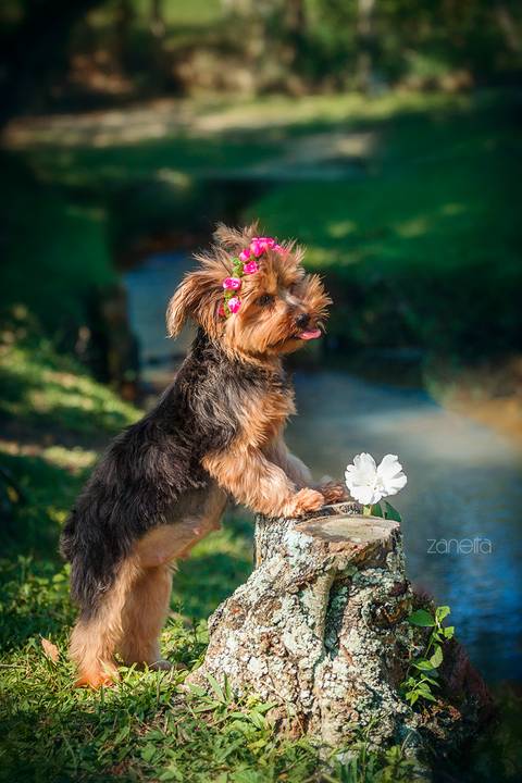 ensaio pet- cães-gatos-fotos de cachorros- Fotografo Pet'