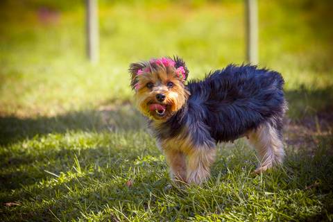 ensaio pet- cães-gatos-fotos de cachorros- Fotografo Pet'