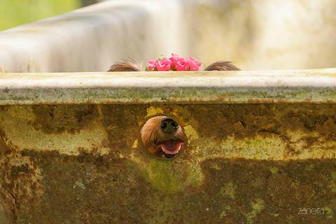 ensaio pet- cães-gatos-fotos de cachorros- Fotografo Pet'