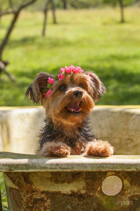 ensaio pet- cães-gatos-fotos de cachorros- Fotografo Pet'