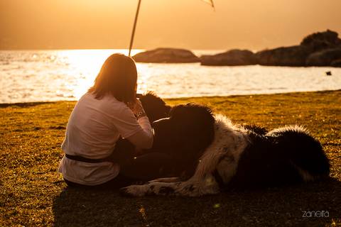 ensaio pet- cães-gatos-fotos de cachorros- Fotografo Pet'