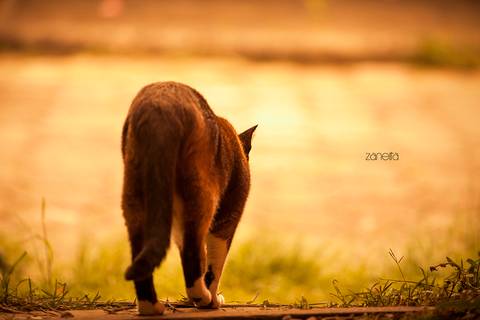 ensaio pet- cães-gatos-fotos de cachorros- Fotografo Pet'