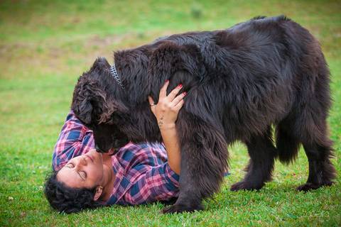 ensaio pet- cães-gatos-fotos de cachorros- Fotografo Pet'