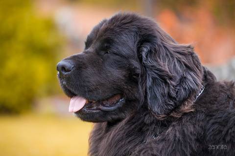 ensaio pet- cães-gatos-fotos de cachorros- Fotografo Pet'