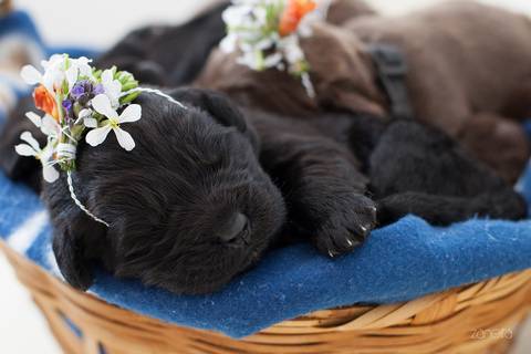 ensaio pet- cães-gatos-fotos de cachorros- Fotografo Pet'