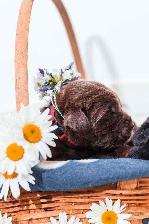 ensaio pet- cães-gatos-fotos de cachorros- Fotografo Pet'