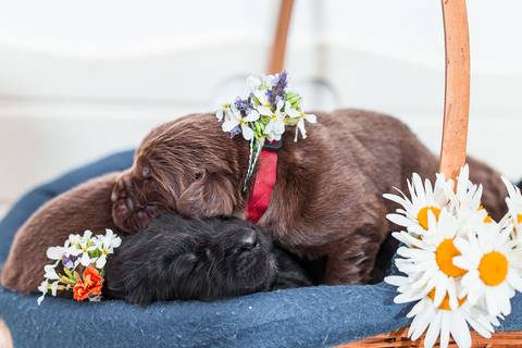 ensaio pet- cães-gatos-fotos de cachorros- Fotografo Pet'