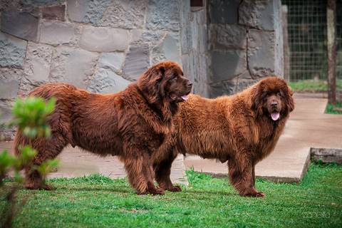 ensaio pet- cães-gatos-fotos de cachorros- Fotografo Pet'