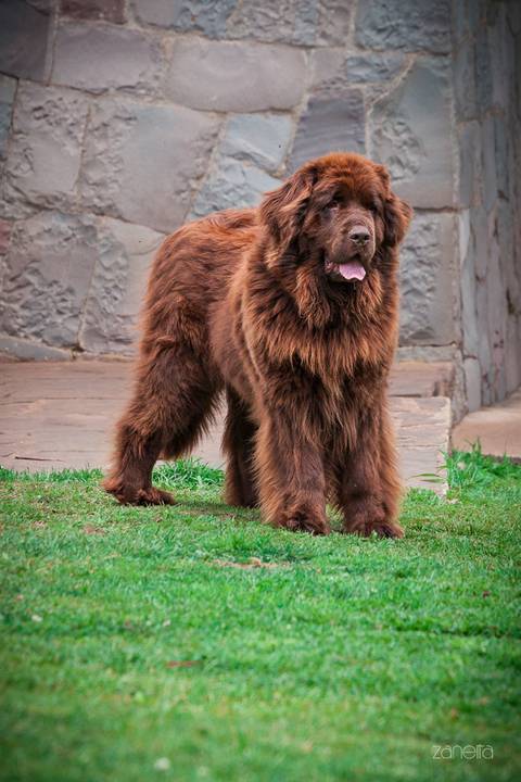 ensaio pet- cães-gatos-fotos de cachorros- Fotografo Pet'