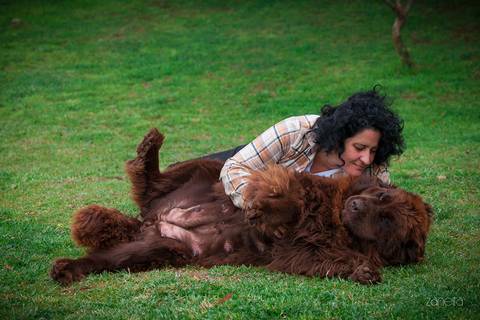 ensaio pet- cães-gatos-fotos de cachorros- Fotografo Pet'