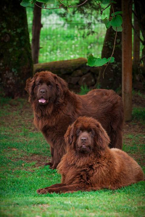 ensaio pet- cães-gatos-fotos de cachorros- Fotografo Pet'