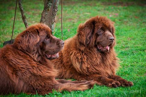 ensaio pet- cães-gatos-fotos de cachorros- Fotografo Pet'