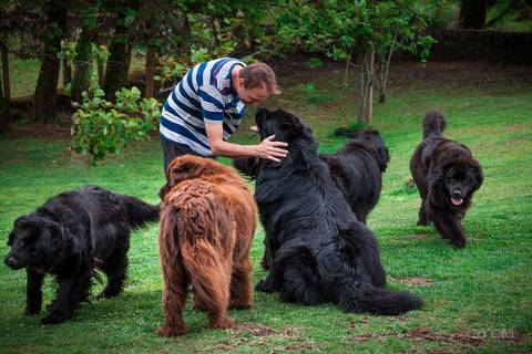 ensaio pet- cães-gatos-fotos de cachorros- Fotografo Pet'