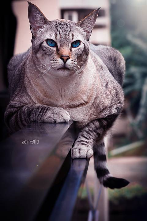 ensaio pet- cães-gatos-fotos de cachorros- Fotografo Pet'