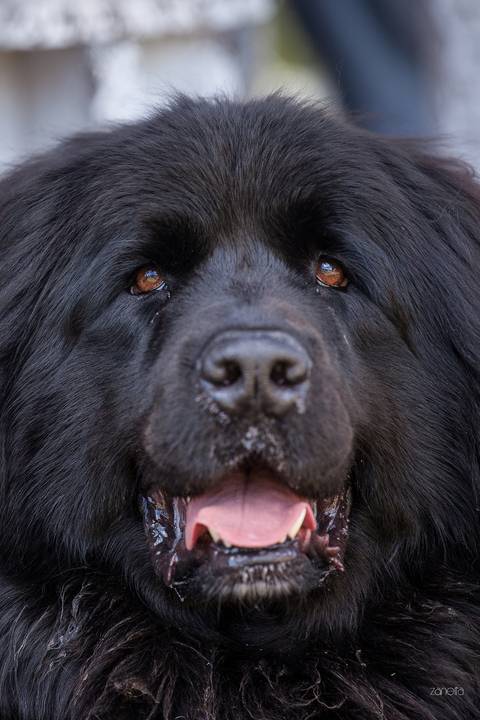 ensaio pet- cães-gatos-fotos de cachorros- Fotografo Pet'