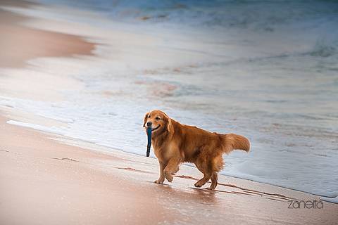 ensaio pet- cães-gatos-fotos de cachorros- Fotografo Pet'