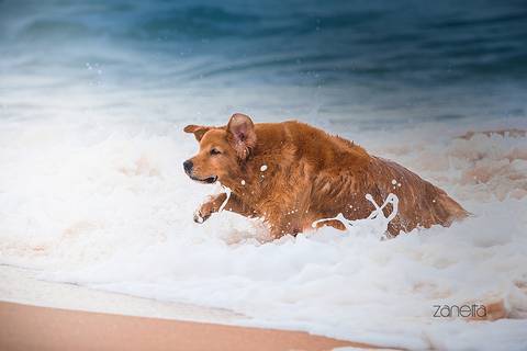 ensaio pet- cães-gatos-fotos de cachorros- Fotografo Pet'