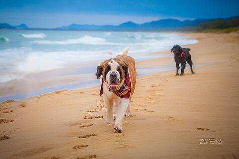 ensaio pet- cães-gatos-fotos de cachorros- Fotografo Pet'