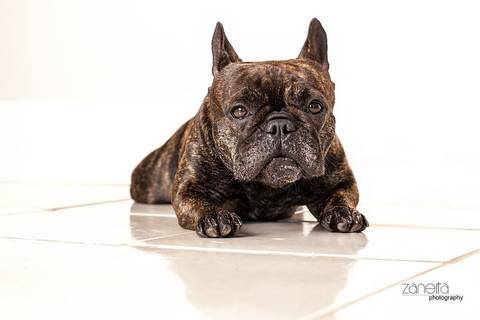 ensaio pet- cães-gatos-fotos de cachorros- Fotografo Pet'