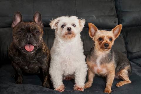 ensaio pet- cães-gatos-fotos de cachorros- Fotografo Pet'