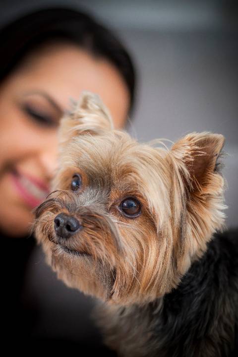 ensaio pet- cães-gatos-fotos de cachorros- Fotografo Pet'