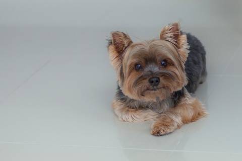 ensaio pet- cães-gatos-fotos de cachorros- Fotografo Pet'