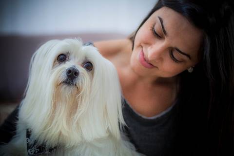 ensaio pet- cães-gatos-fotos de cachorros- Fotografo Pet'