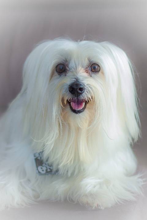 ensaio pet- cães-gatos-fotos de cachorros- Fotografo Pet'