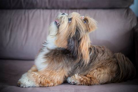 ensaio pet- cães-gatos-fotos de cachorros- Fotografo Pet'