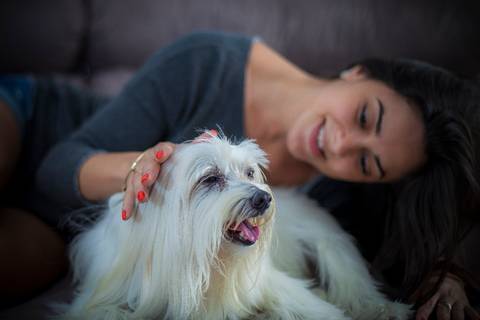 ensaio pet- cães-gatos-fotos de cachorros- Fotografo Pet'