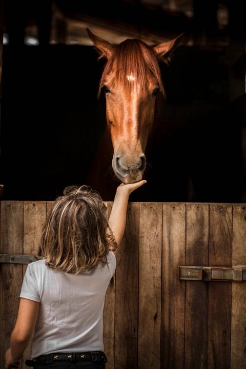 ensaio pet- cães-gatos-fotos de cachorros- Fotografo Pet'