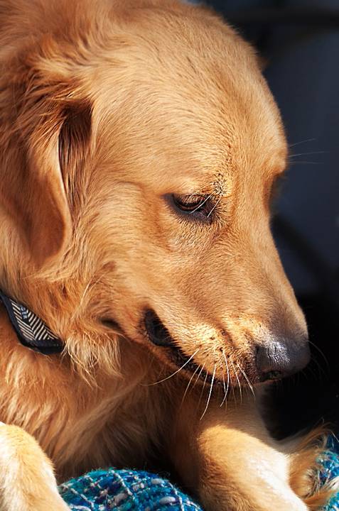 ensaio pet- cães-gatos-fotos de cachorros- Fotografo Pet'