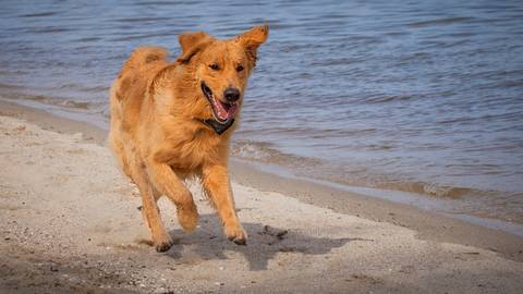 ensaio pet- cães-gatos-fotos de cachorros- Fotografo Pet'