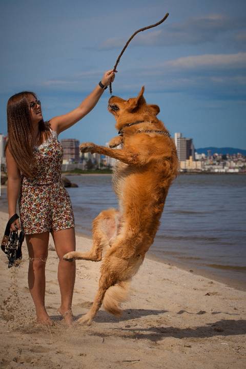 ensaio pet- cães-gatos-fotos de cachorros- Fotografo Pet'
