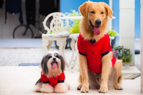 ensaio pet- cães-gatos-fotos de cachorros- Fotografo Pet'