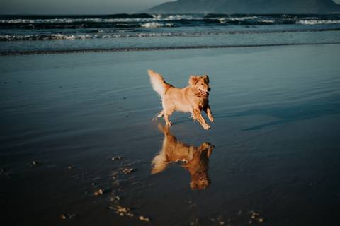 '