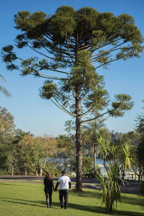 foto de araucária. ensaio book casal '