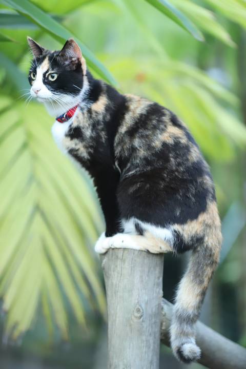 *QUE GATO!!!* ILHABELA'